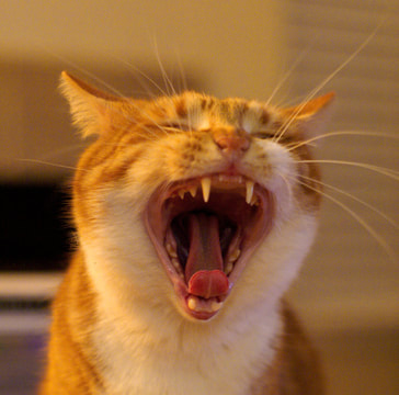 Picture of a cat showing its pearly whites with its mouth wide open.
