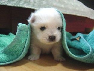 Picture of Westie puppy sticky his nose out from blanket.