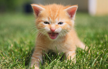 Picture of kitten laying on the grass while meowing.